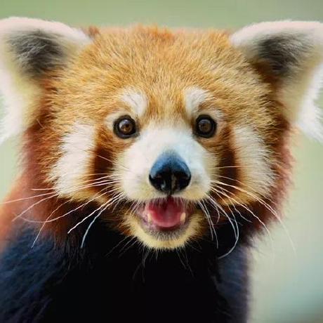 @AdorableRedPanda